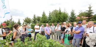 Wysokie plony czarnych porzeczek, nawet w trudnym sezonie