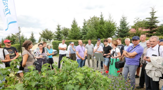 Wysokie plony czarnych porzeczek, nawet w trudnym sezonie