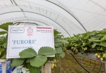 Zalecenia dotyczące uprawy truskawek w tunelach na rynnach