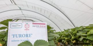 Zalecenia dotyczące uprawy truskawek w tunelach na rynnach