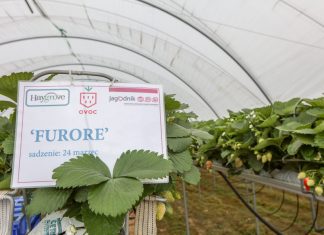 Zalecenia dotyczące uprawy truskawek w tunelach na rynnach