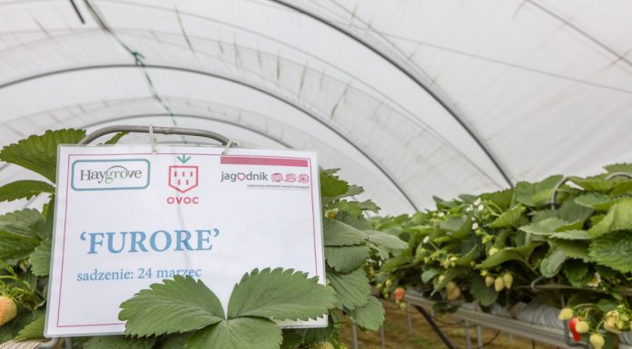 Zalecenia dotyczące uprawy truskawek w tunelach na rynnach