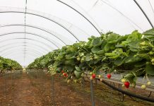 Owoce Jagodowe w Tunelach (cz. I) – tunele i sterowanie uprawą