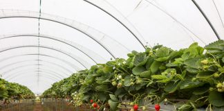 Owoce Jagodowe w Tunelach (cz. I) – tunele i sterowanie uprawą