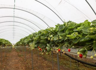 Owoce Jagodowe w Tunelach (cz. I) – tunele i sterowanie uprawą