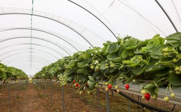 Owoce Jagodowe w Tunelach (cz. I) – tunele i sterowanie uprawą