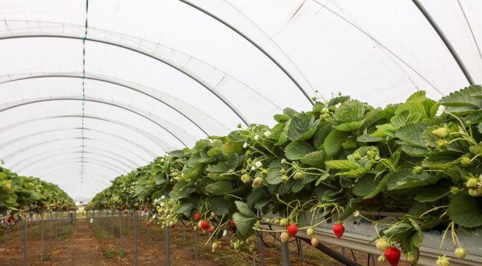 Owoce Jagodowe w Tunelach (cz. I) – tunele i sterowanie uprawą