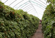 Rekomendacje dla malin uprawianych w tunelach