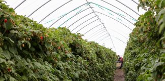 Rekomendacje dla malin uprawianych w tunelach