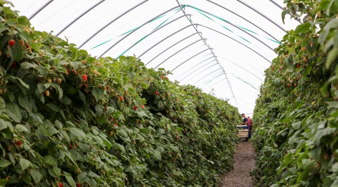 Rekomendacje dla malin uprawianych w tunelach