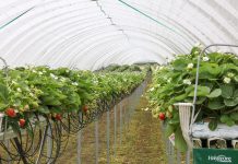 Truskawki i maliny uprawiane w tunelach