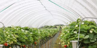 Jaka będzie przyszłość jagodowego rynku w Polsce?