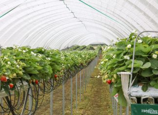 Truskawki i maliny uprawiane w tunelach