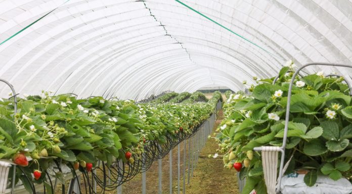 Truskawki i maliny uprawiane w tunelach
