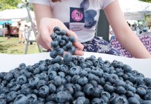 Warto jeść Polskie Borówki