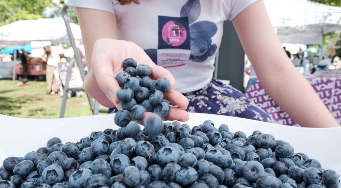 Warto jeść Polskie Borówki