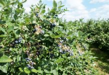 Zbiory borówki w sezonie 2017. Podaż rośnie, ceny spadają.