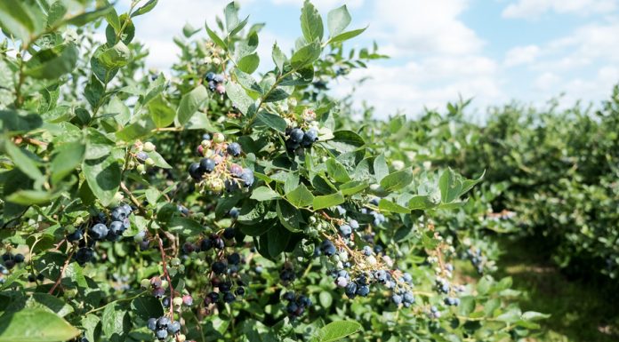 Zbiory borówki w sezonie 2017. Podaż rośnie, ceny spadają.