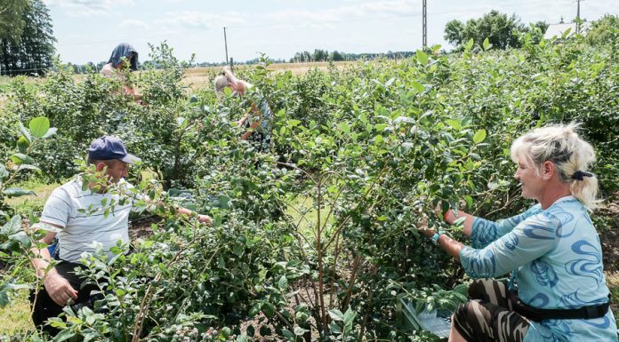 Ustawa ws. pomoc przy zbiorach