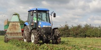 Koszenie liści truskawek po zbiorach owoców, kaprys czy konieczność