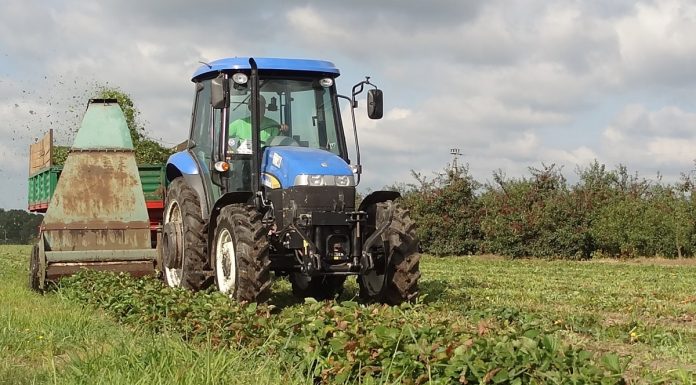 Koszenie liści truskawek po zbiorach owoców, kaprys czy konieczność