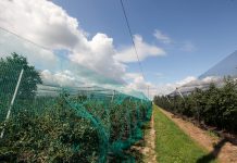 Ptaki na plantacjach jagodowych. Jak się przed nimi chronić?