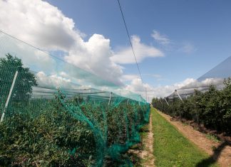 Ptaki na plantacjach jagodowych. Jak się przed nimi chronić?