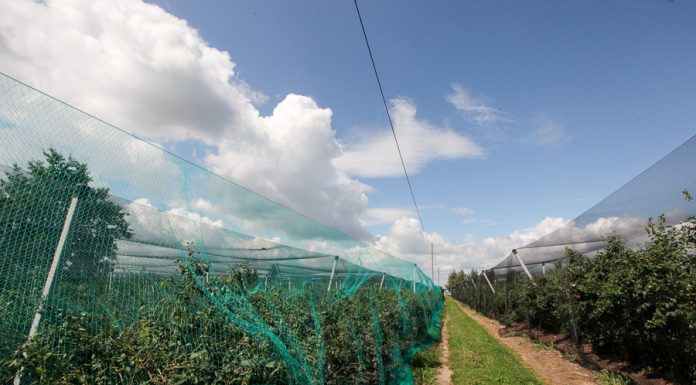 Ptaki na plantacjach jagodowych. Jak się przed nimi chronić?
