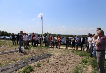 Wieloodmianowa plantacja malin w trakcie zakładania