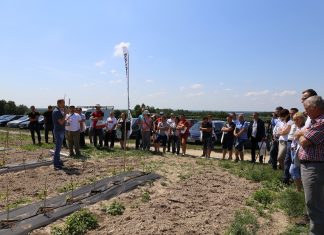 Wieloodmianowa plantacja malin w trakcie zakładania