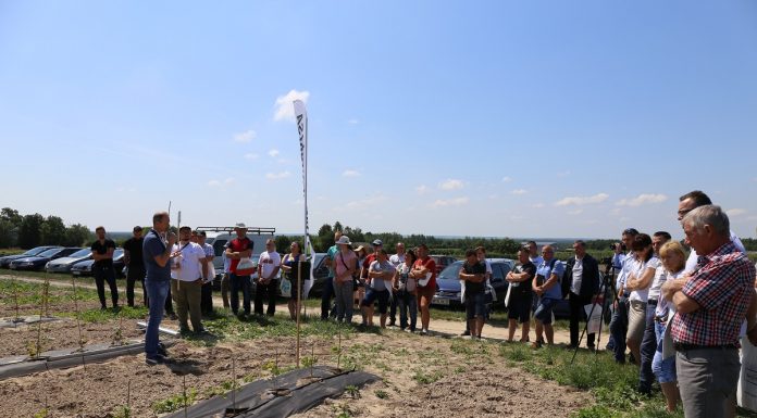 Wieloodmianowa plantacja malin w trakcie zakładania