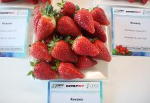 Kolekcja odmian truskawek na Macfrut 2017 – fotogaleria