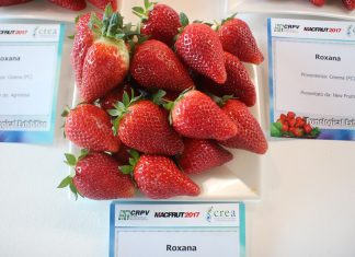 Kolekcja odmian truskawek na Macfrut 2017 – fotogaleria