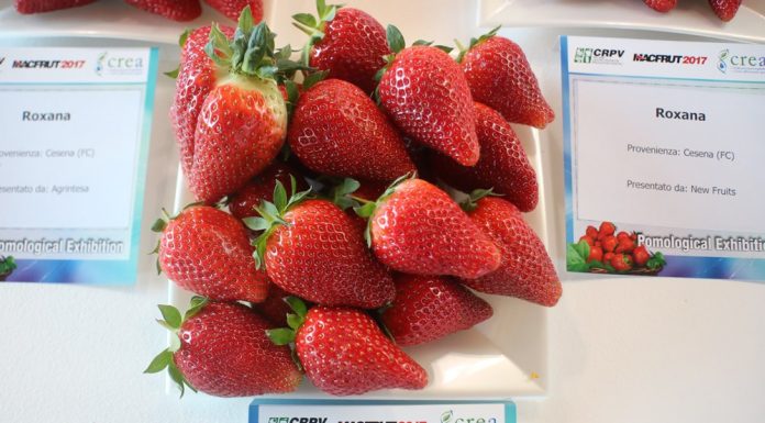 Kolekcja odmian truskawek na Macfrut 2017 – fotogaleria