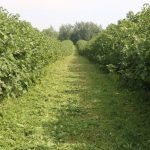 Pomimo niskich cen w ostatnich sezonach plantacja Zbigniewa Kupińskiego utrzymywana jest na dobrym poziomie