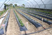 Jagodowe doświadczenia w Koln-Auweiler