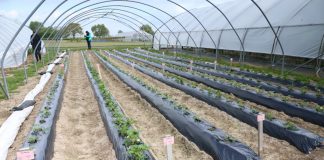 Jagodowe doświadczenia w Koln-Auweiler