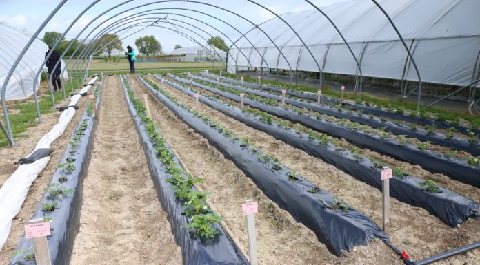 Jagodowe doświadczenia w Koln-Auweiler