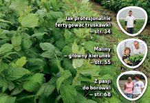 Jagodnik 6/2017 już w sprzedaży