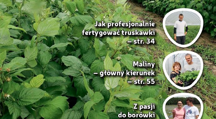 Jagodnik 6/2017 już w sprzedaży