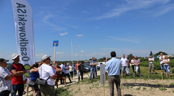 Dlaczego warto stosować nawóz Perlka w uprawie malin (półfinał Malinowe Factory 2017)