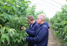 Znane i testowane rozwiązania w ochronie malin (Malinowe Factory 2017)