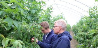 Znane i testowane rozwiązania w ochronie malin (Malinowe Factory 2017)