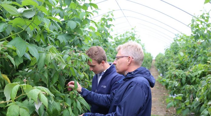 Znane i testowane rozwiązania w ochronie malin (Malinowe Factory 2017)