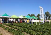 IV Letnie warsztaty Grupy Truskawkowej