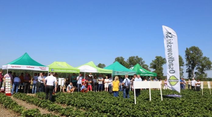 IV Letnie warsztaty Grupy Truskawkowej