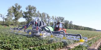 Ochrona truskawek – praktyczne zalecenia podczas Letnich warsztatów Grupy Truskawkowej