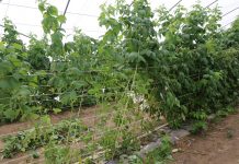 Pierwsze cięcie pędów po letnich zbiorach malin