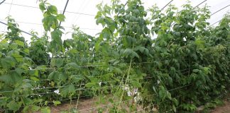 Pierwsze cięcie pędów po letnich zbiorach malin