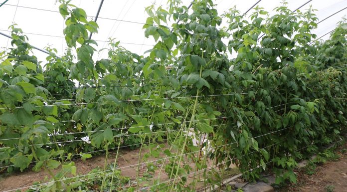 Pierwsze cięcie pędów po letnich zbiorach malin